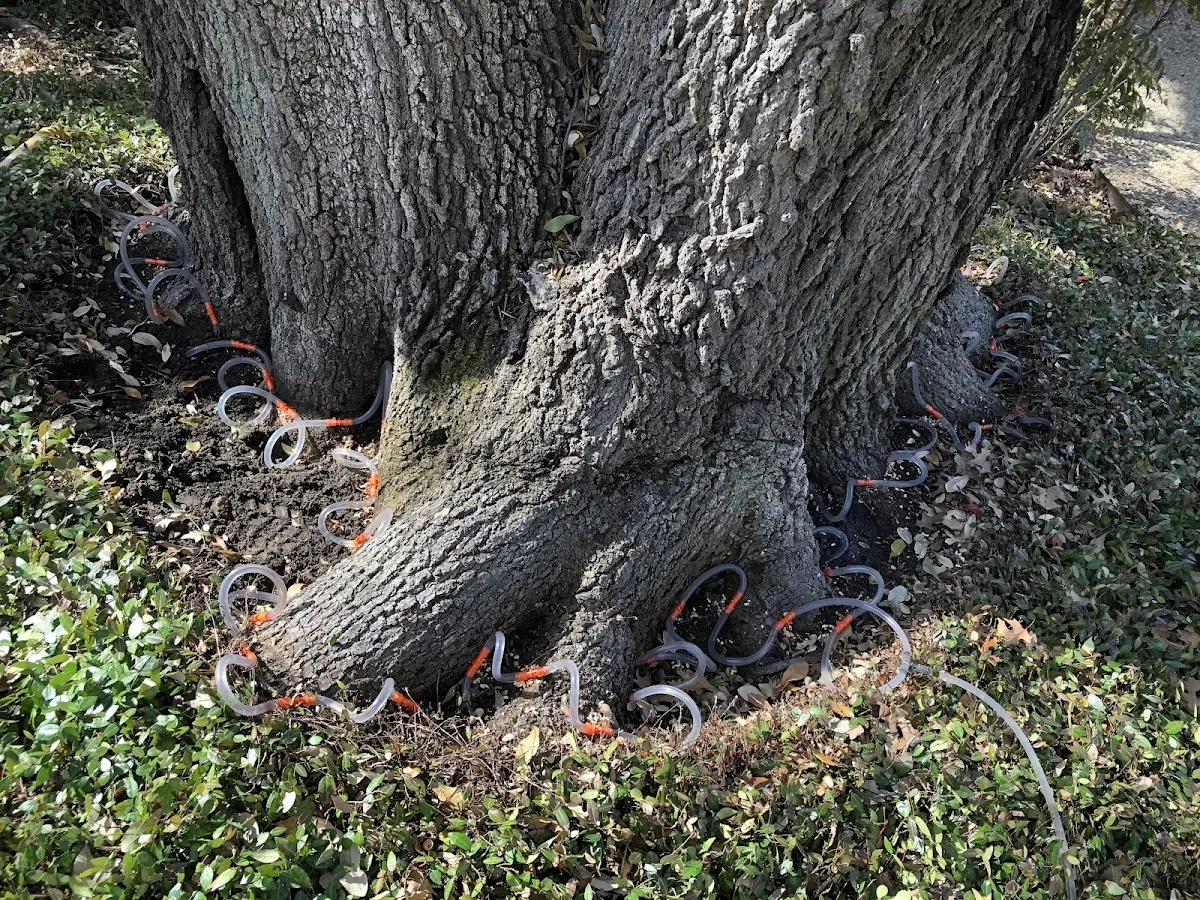 Detailed Tree Cabling and Bracing job site in Oldhams