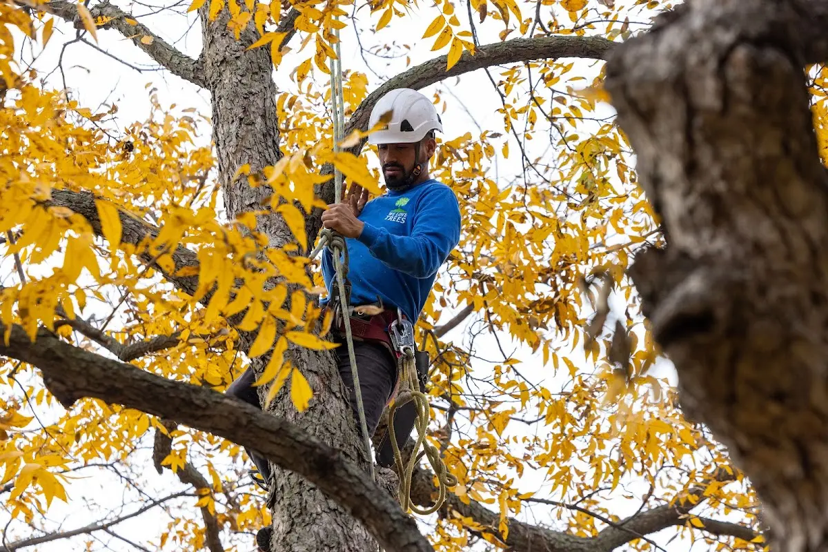 Skilled Storm Damage Cleanup crew working in Oldhams